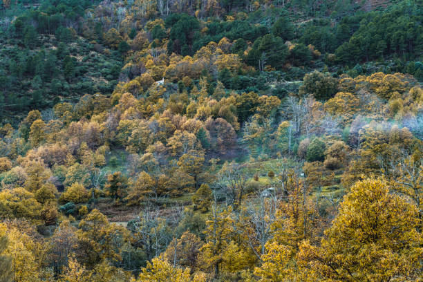 istock Forest landscape in autumn at dawn. 1179172257