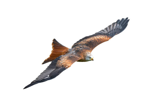 Red Kite (Milvus milvus) Red Kite (Milvus milvus) rapture in flight cut out and isolated on a white background milvus migrans stock pictures, royalty-free photos & images