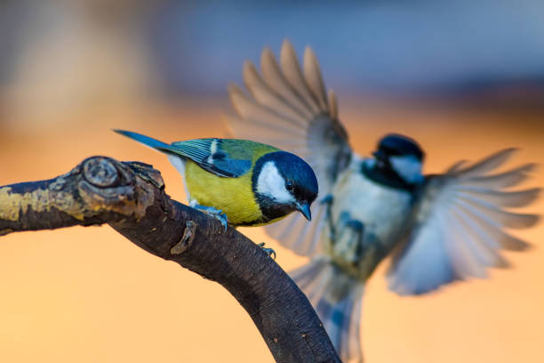 Cute little bird. Nature background. Bird: Great Tit. Parus major.
