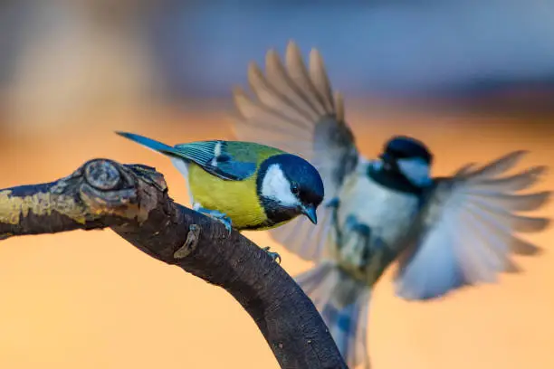 Photo of Cute little bird. Nature background. Bird: Great Tit. Parus major.