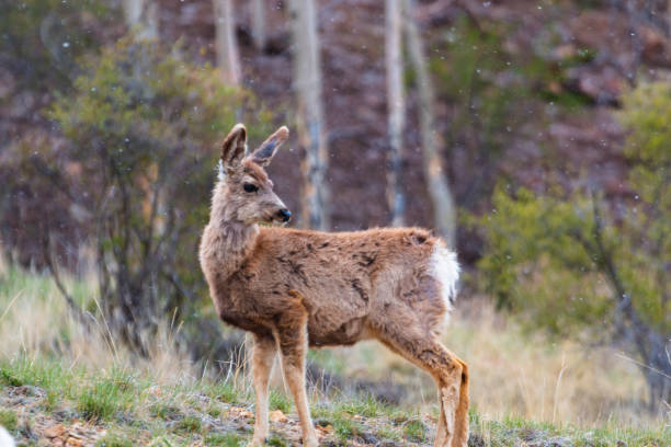 istock Mule Deer Herd on a Snowy Morning 1179174950