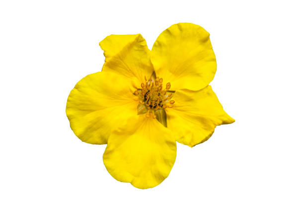 Potentilla 'Goldfinger' Potentilla 'Goldfinger' cinquefoil cut out and isolated on a white background potentilla goldfinger stock pictures, royalty-free photos & images