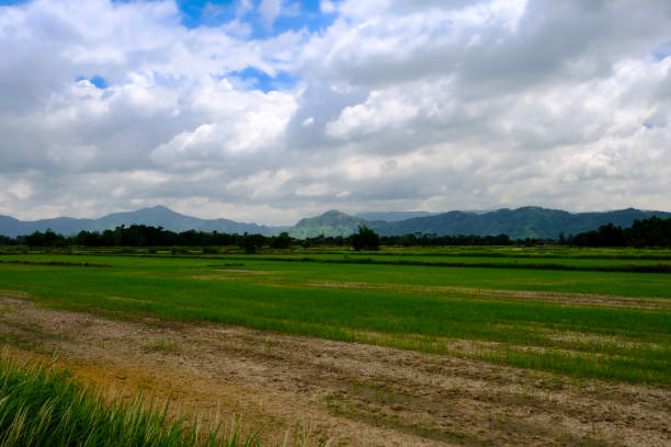 istock Organic jasmine rice field scenery in Thai countryside 1179176154