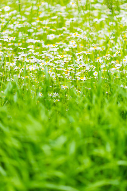Wild herb meadow with flowering chamomile