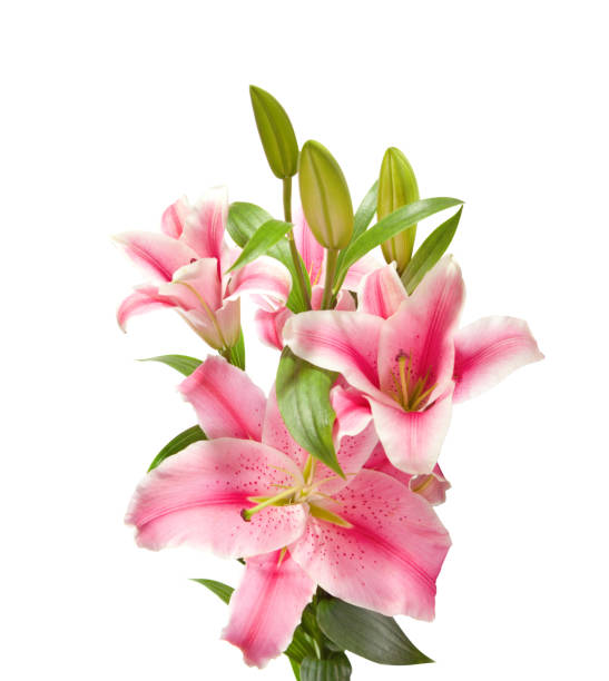 istock Pink Lilies isolated on a white background. 1179176420