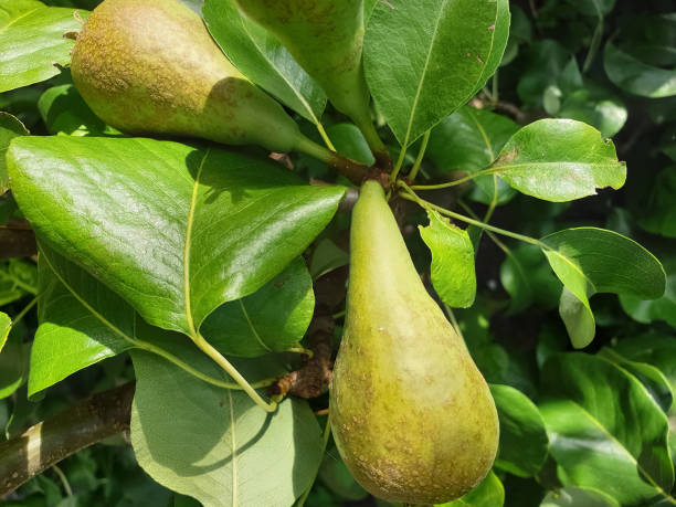 istock Beautiful ripening pears on a pear tree in a backyard garden 1179177765