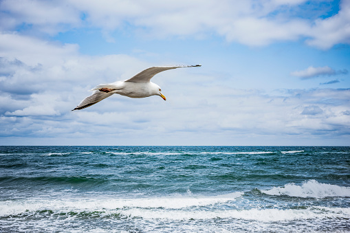 White Seagull flying over the sea
