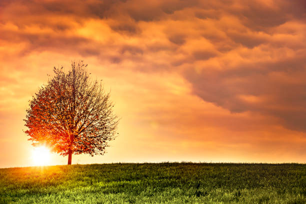 Autumnal tree at sunset with sunbeam