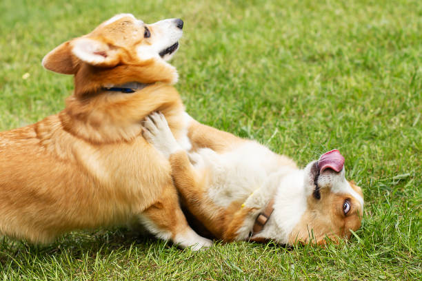 istock Happy cute funny corgi dogs playing on green grass 1179178020