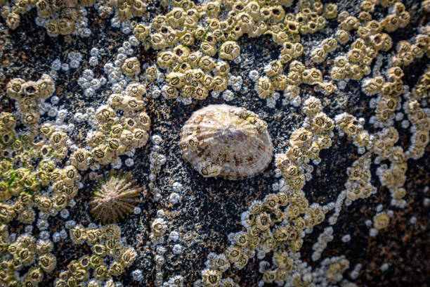 limpets e barnacles - barnacle - fotografias e filmes do acervo