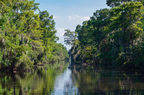 istock Mississippi River Through Jean Lafitte National Park 1179178097