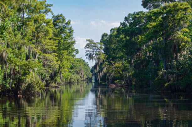 Mississippi River Through Jean Lafitte National Park mississippi river through the woodlands of jean lafitte national park near new orleans louisiana mississippi delta stock pictures, royalty-free photos & images