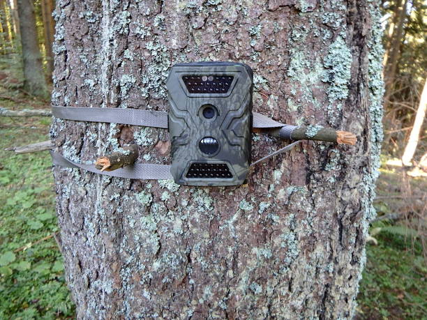 istock Photo traps in forests, Camera trap with infrared light and motion detector attached with straps on a tree 1179178241