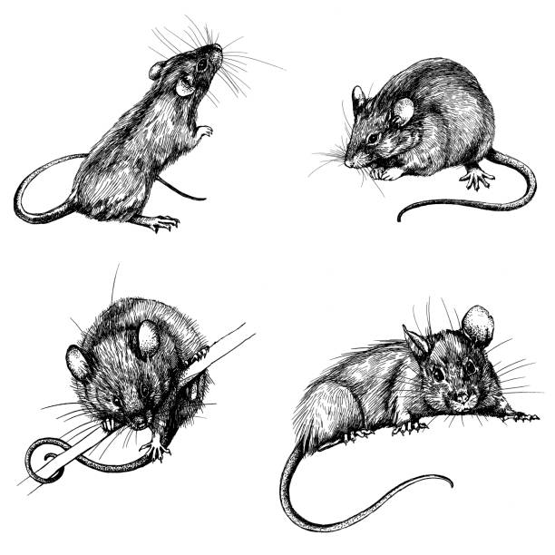 mouse, rat clip art new year mouse, rat clip art graphics linner set rat stock illustrations