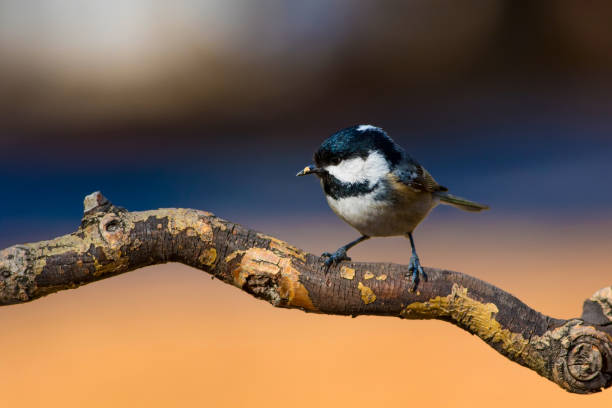 istock Cute little bird Coal tit. Nature background. Bird: Coal Tit. Periparus ater. 1179178857