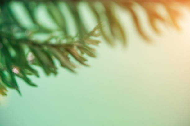 istock The tree branches out of focus on a mint background. 1179179132