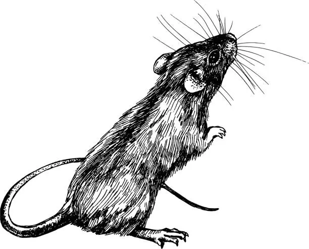 Vector illustration of mouse, rat clip art