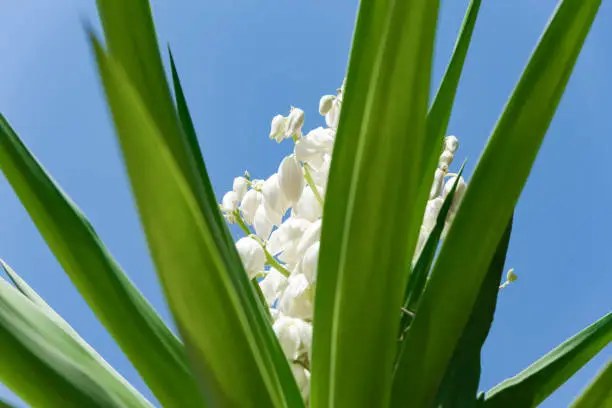 Yucca plant .white exotic flowers with long green leaves on blue sky background