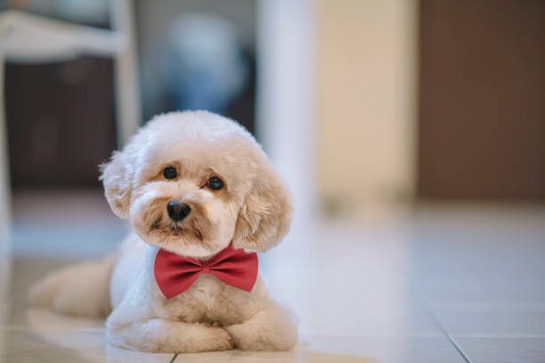 a toy poodle with a pink ribbon resting