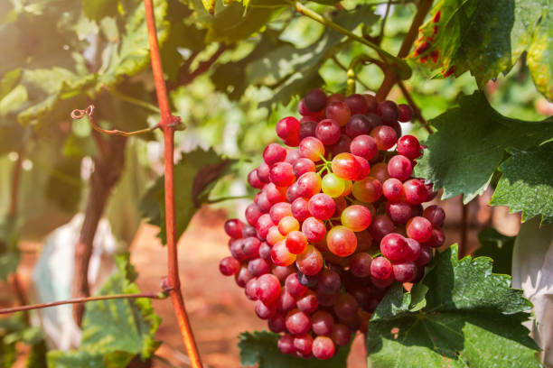 A close-up shot of a cluster of purple grapes hanging from a ripe vine, surrounded by vibrant green leaves in a sunlit vineyard environment.