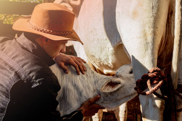 le cowboy, la vache à lait et son veau - ranch photos et images de collection