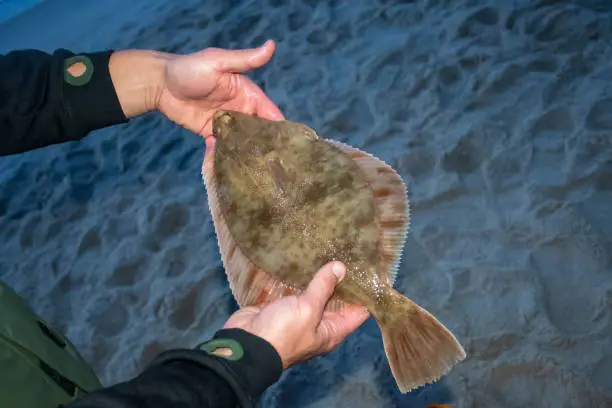 European flounder or Platichthys flesus, flatfish in the hands of a fisherman on the shore, night fishing