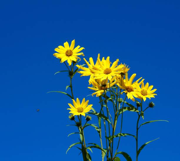 istock Bright Yellow Wildflowers and Bright Blue Sky 1179180925