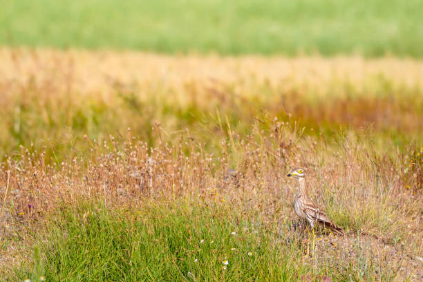527 Eurasian Steppe Stock Photos, Pictures & Royalty-Free Images - iStock 527 Eurasian Steppe Stock Photos, Pictures & Royalty-Free Images - iStock
