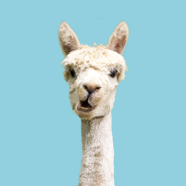 White alpaca on blue background White funny alpaca on blue background llama animal photos stock pictures, royalty-free photos & images