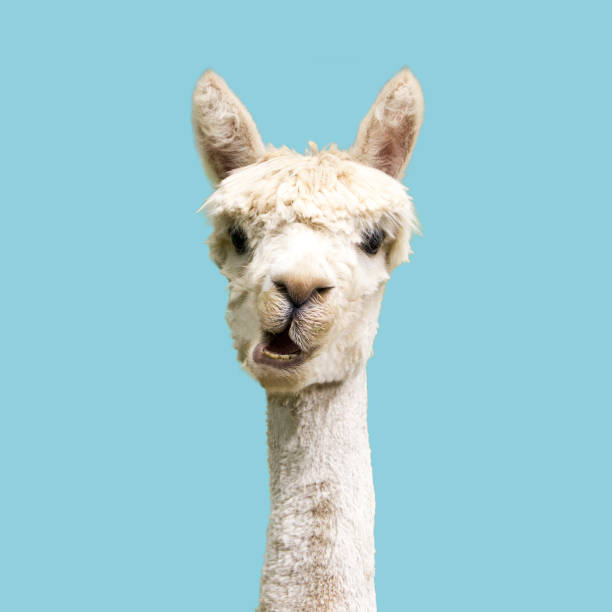 White alpaca on blue background White funny alpaca on blue background lama stock pictures, royalty-free photos & images