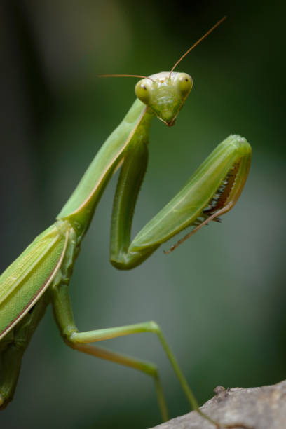 istock Praying mantis in the wild - Mantis religiosa 1179182560
