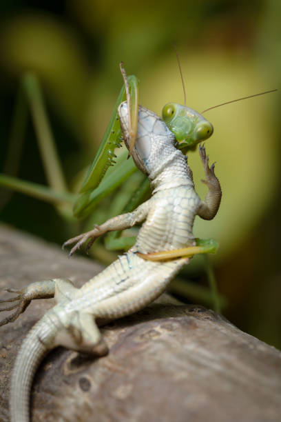 Praying mantis eating lizard - Mantis religiosa Praying mantis eating lizard - Mantis religiosa hunting lizard eating stock pictures, royalty-free photos & images