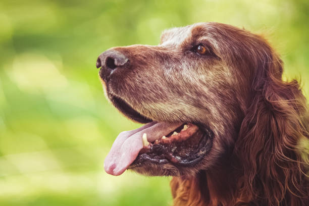 istock Irish Setter Dog Portrait 1179183472