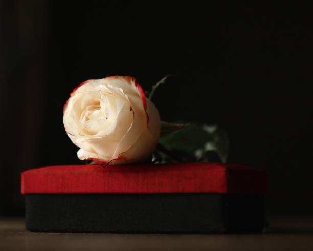 istock White rose with a red border lies on a red box 1179183539