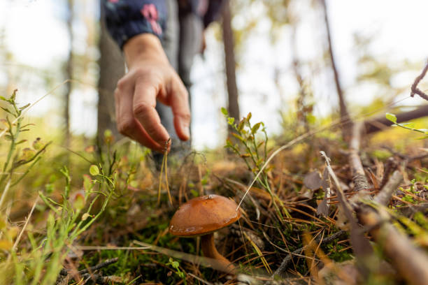 istock Picking mushrooms in the woods 1179187647