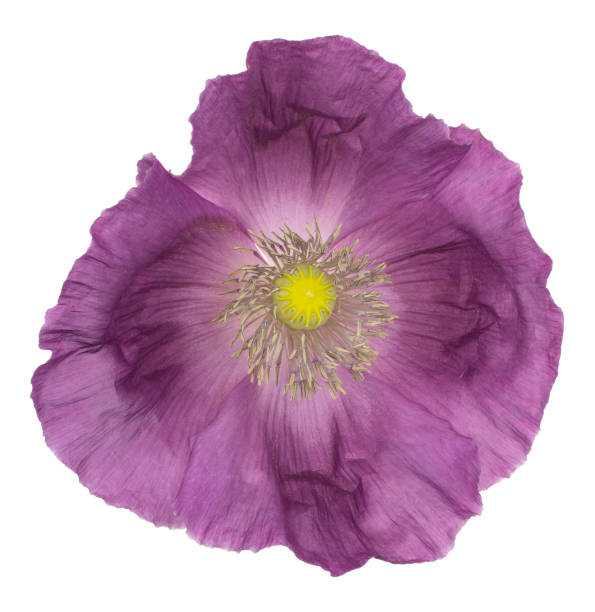 flower isolated - poppy purple flower close up imagens e fotografias de stock