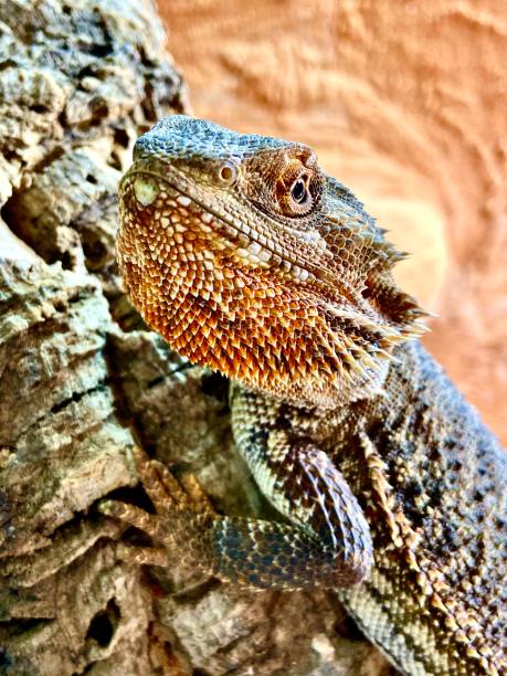 bearded dragon looking into Camera