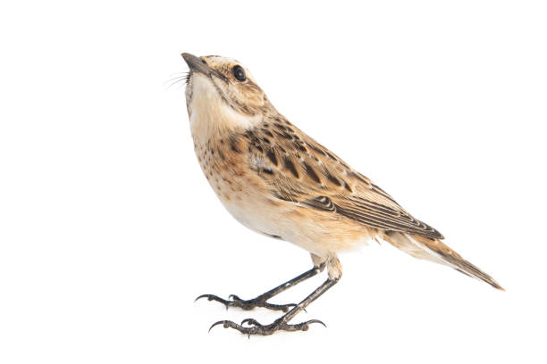 whinchat, saxicola rubetra, isoliert auf weißem hintergrund. - whinchat stock-fotos und bilder