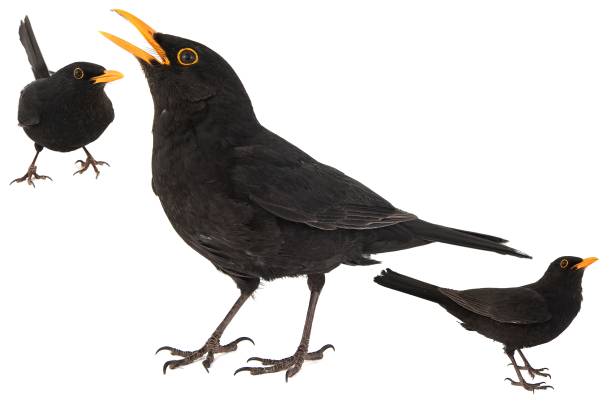 istock Collage of three Blackbird, Turdus merula, isolated on white background. 1179191649