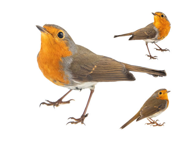 istock Collage of three European robin, Erithacus rubecula, isolated on a white background 1179191665
