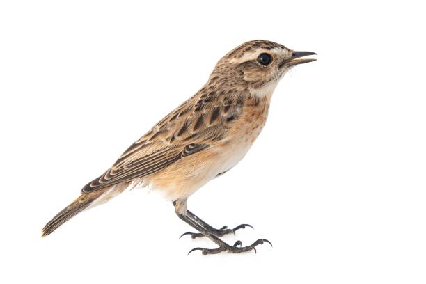 whinchat, saxicola rubetra, isoliert auf weißem hintergrund. - whinchat stock-fotos und bilder