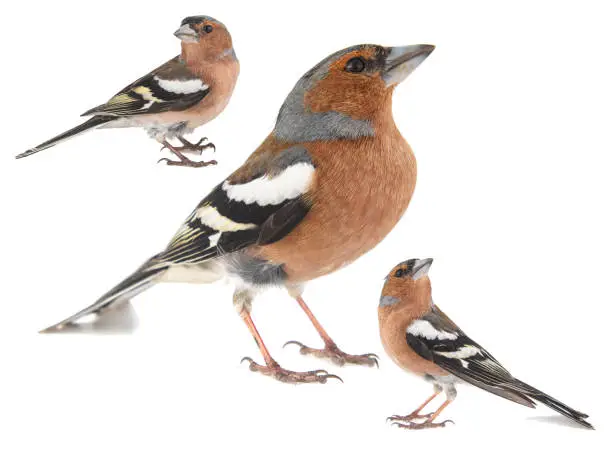 Collage of three Male Chaffinch, Fringilla coelebs, isolated on white background