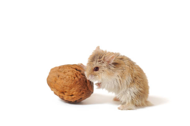 Djungarian hamster or Siberian dwarf with nut on a white background. Phodopus sungorus.