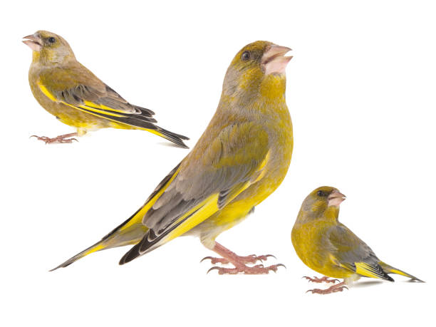 collage de tres greenfinch aislados sobre un fondo blanco. carduelis chloris - green finch fotografías e imágenes de stock