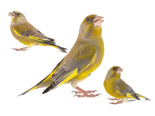 Collage of three Greenfinch isolated on a white background. Carduelis chloris.