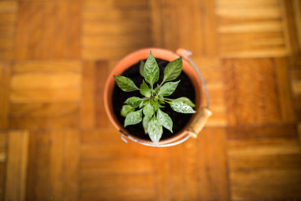istock Young plant in orange pot on the floor 1179191782