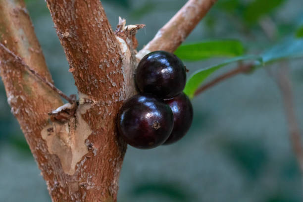 istock Fruit. Exotic. Jabuticaba in the tree ready to be harvested. Jaboticaba is the native Brazilian grape tree. Plinia cauliflora. 1179192256