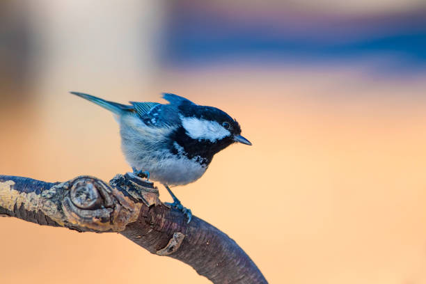 istock Cute little bird Coal tit. Nature background. Bird: Coal Tit. Periparus ater. 1179192358