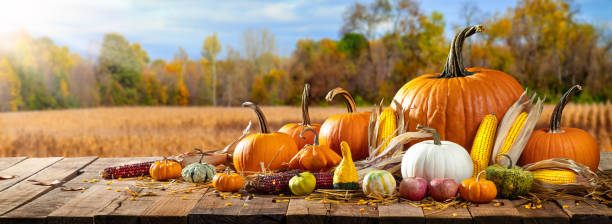 Table With Pumpkins Corncobs Gourds And Apples Wooden Harvest Table With Pumpkins Corncobs Gourds And Apples With Field Trees And Sunlight Background gourd stock pictures, royalty-free photos & images