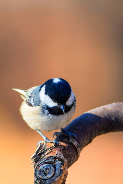 istock Cute little bird Coal tit. Nature background. Bird: Coal Tit. Periparus ater. 1179193471